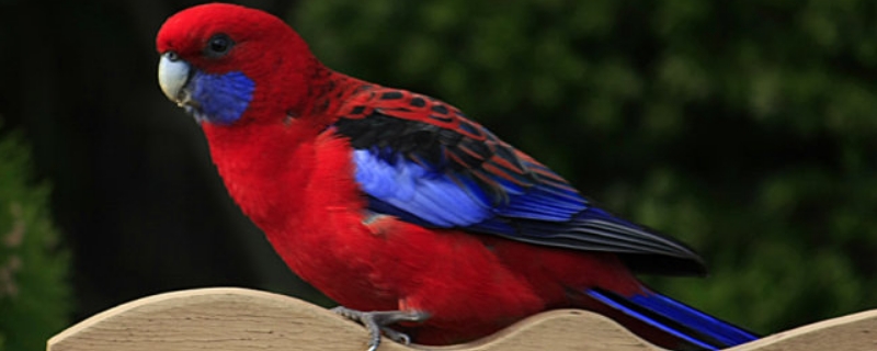 鹦鹉保健砂正确喂法