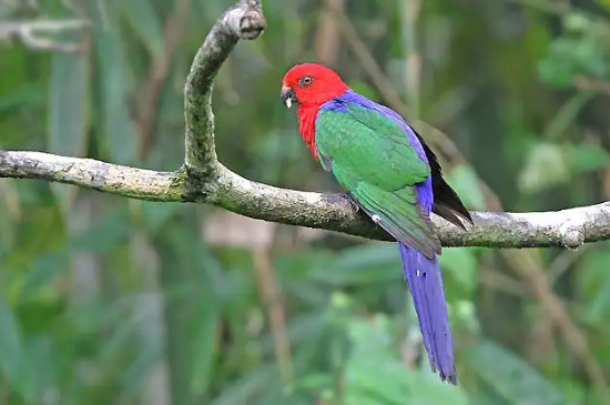 鹦鹉保健砂正确喂法