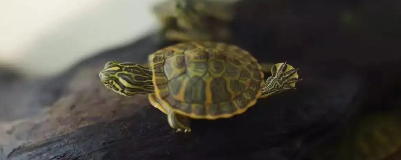 乌龟孵化出来后怎么处理