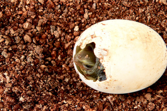 乌龟孵化出来后怎么处理