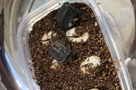 乌龟孵化出来后怎么处理