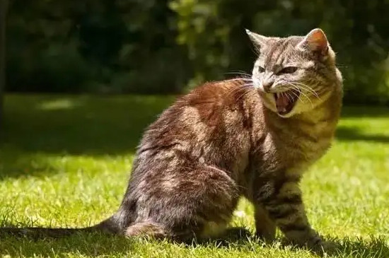 大猫对小猫哈气要制止吗
