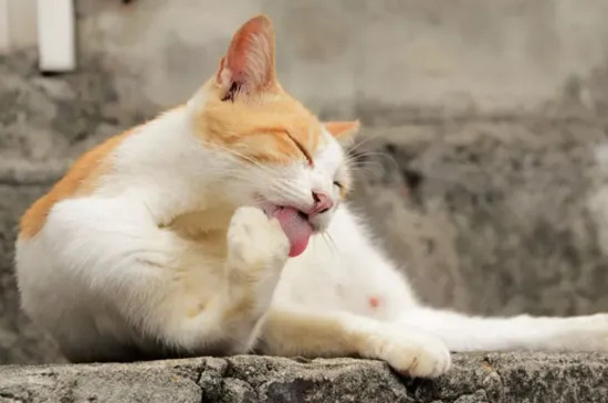猫咪舔手是什么意思