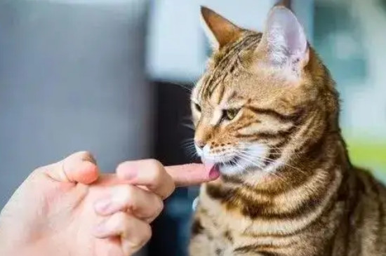 猫咪舔手是什么意思