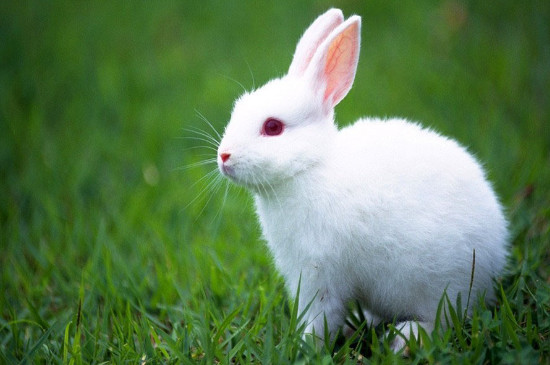 兔子繁殖期是多少天