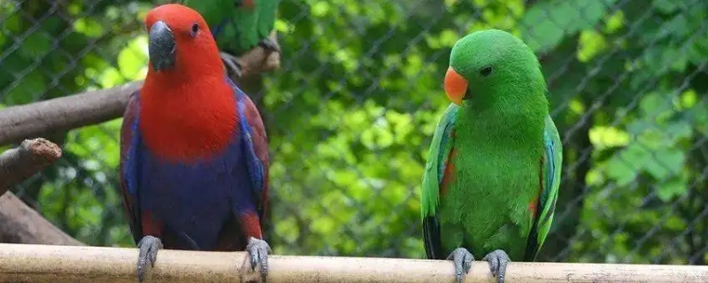 怎么给鹦鹉揉嗉囊