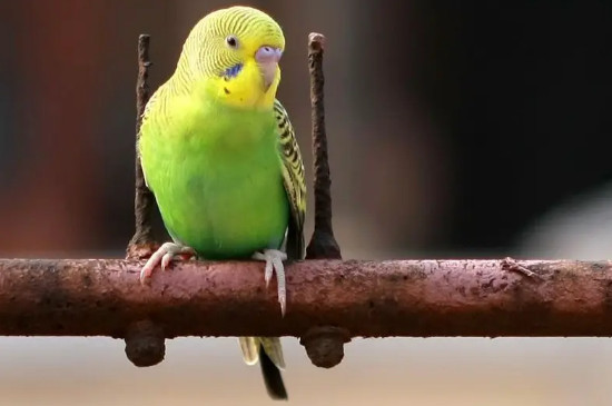 怎么给鹦鹉揉嗉囊