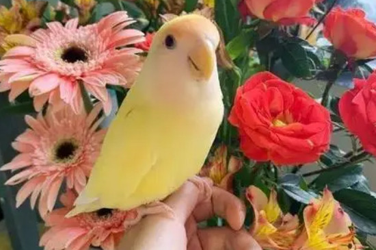 怎么给鹦鹉揉嗉囊