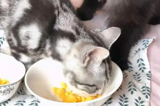 猫吃蛋黄还是蛋白