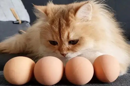 猫吃蛋黄还是蛋白