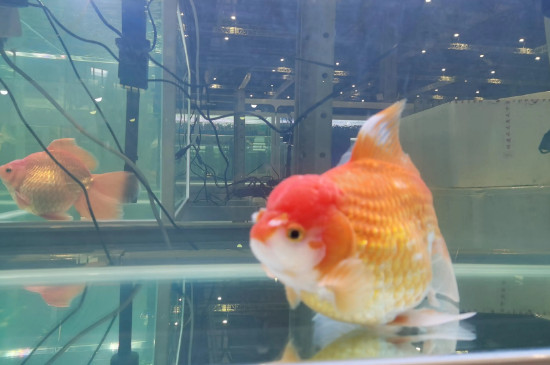 狮子头金鱼的养殖方法和注意事项