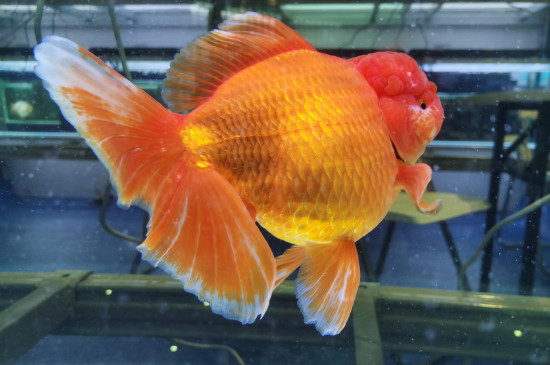 狮子头金鱼的养殖方法和注意事项