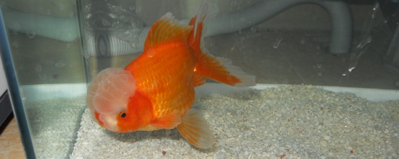 狮子头金鱼的养殖方法和注意事项