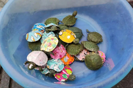 彩色乌龟背上颜料对乌龟有伤害吗