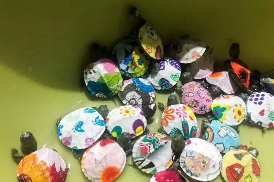 彩色乌龟背上颜料对乌龟有伤害吗