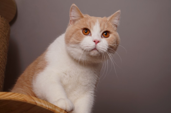 猫怎么发腮