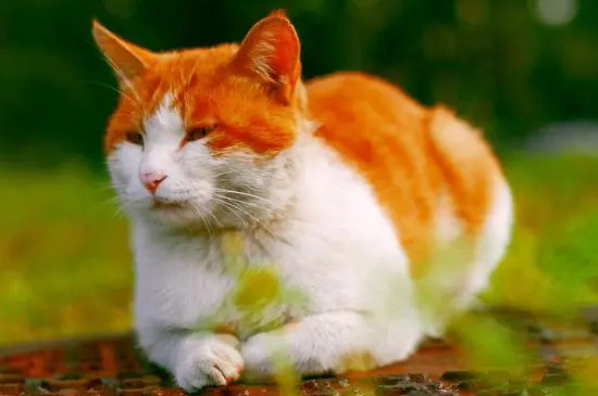 猫怎么发腮