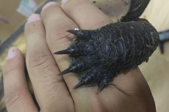 乌龟指甲可以修剪吗