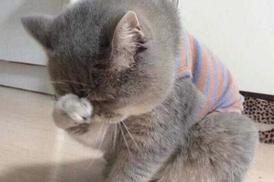 猫咪不适应新家的表现