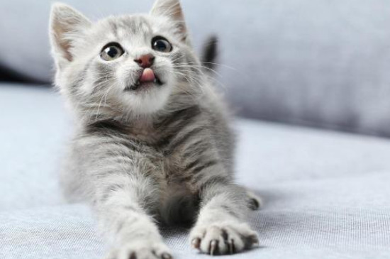 猫咪不适应新家的表现
