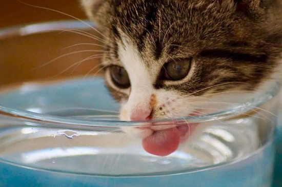 两个月小猫不爱喝水怎么办