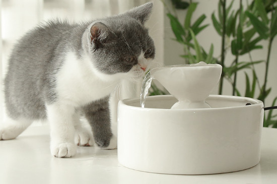 两个月小猫不爱喝水怎么办