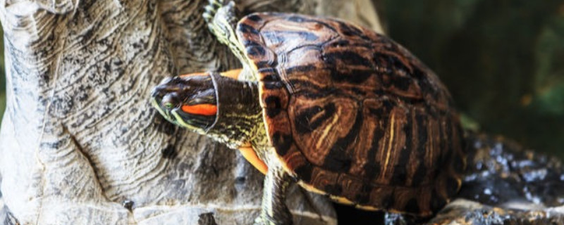 乌龟吃了龙眼叶会死吗