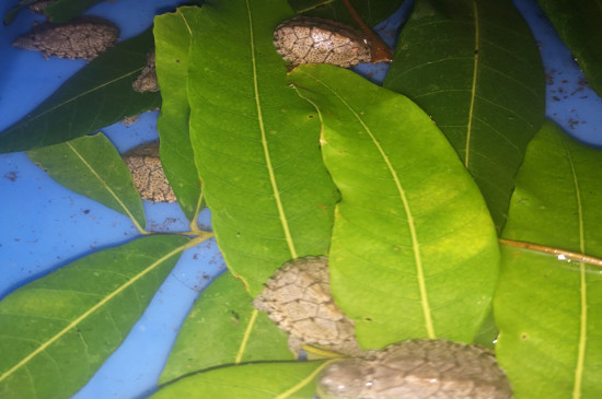 乌龟吃了龙眼叶会死吗