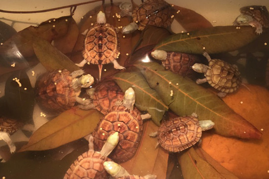 乌龟吃了龙眼叶会死吗