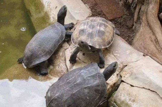 乌龟会自己控制食量吗