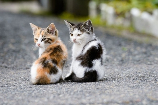 猫总是蹲在远处看我怎么回事