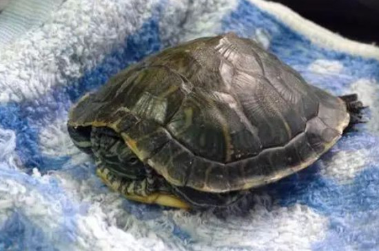 乌龟冬眠吗?为什么?