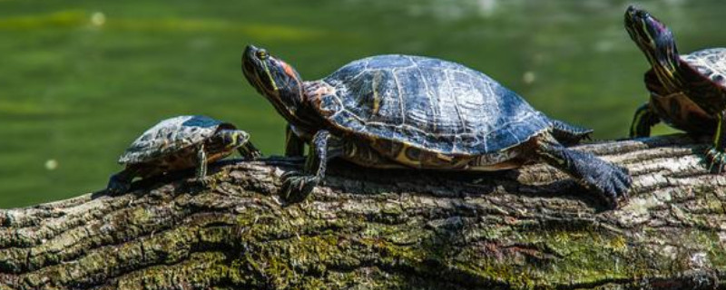 乌龟冬眠吗?为什么?