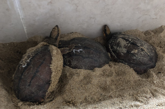 乌龟冬眠吗?为什么?