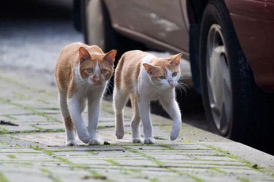 不分开母猫怎么断奶