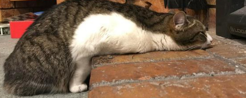 不分开母猫怎么断奶
