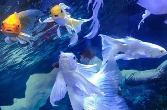 蝴蝶鲤充血能自愈吗