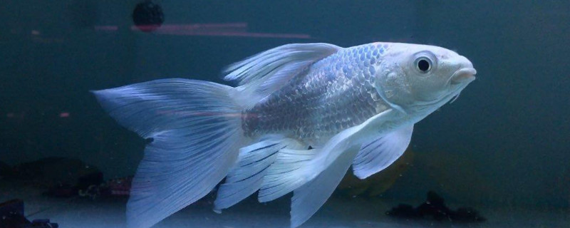 蝴蝶鲤充血能自愈吗