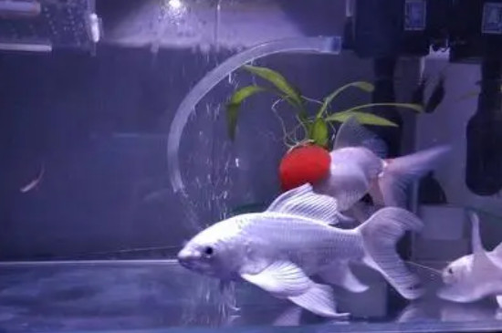 蝴蝶鲤充血能自愈吗