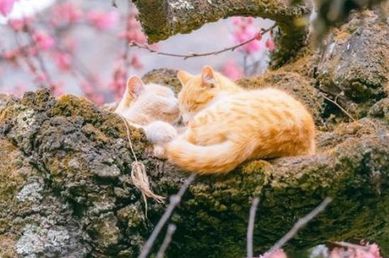 猫吃了老鼠药多久会死