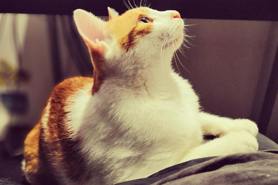 猫吃了老鼠药多久会死