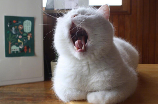 小猫发出咕噜咕噜的声音表示什么
