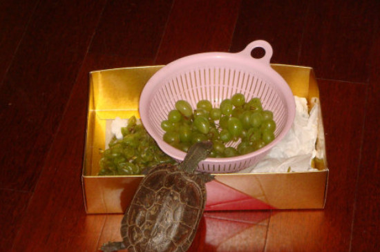乌龟可以吃葡萄吗