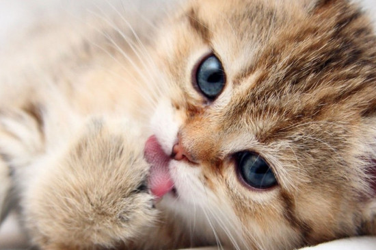 猫假死的三种状态