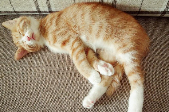 猫假死的三种状态