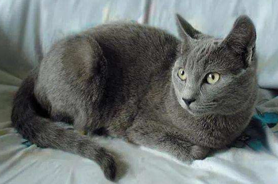 灰色猫咪是什么品种