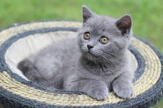 灰色猫咪是什么品种
