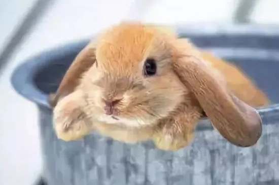兔子多久繁殖一次