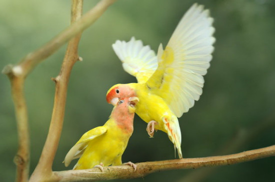 黄桃鹦鹉认主人吗