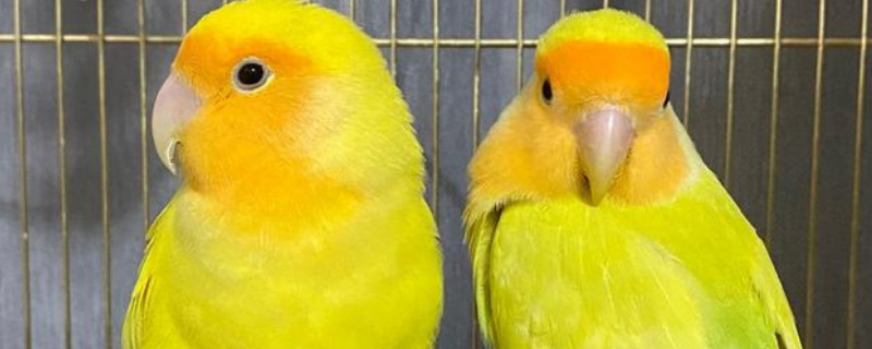 黄桃鹦鹉认主人吗